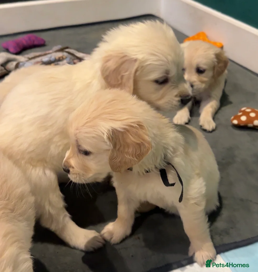 Golden Retriever dogs for sale: Champion line-KC Reg. Golden Retriever Puppies💖💙 - Advert 15