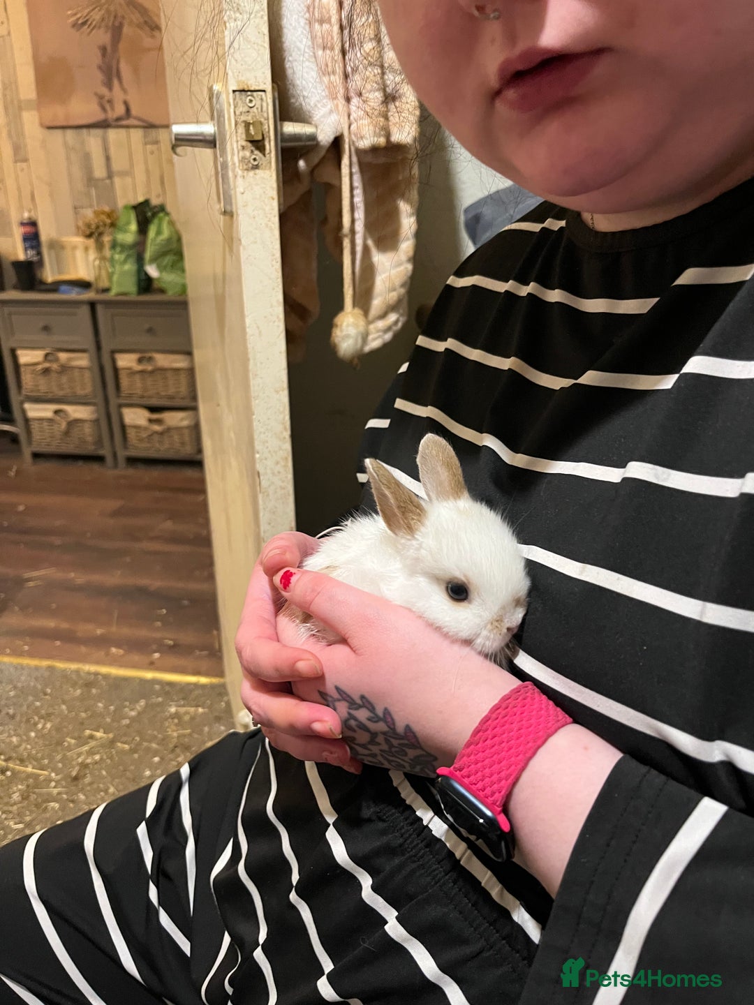 Netherland Dwarf rabbits for sale: Netherland Dwarf / Minilop  - Advert 1