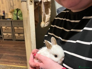 Netherland Dwarf rabbits Netherland Dwarf / Minilop - Advert 1