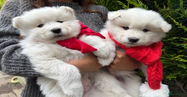 Samoyed dogs - Advert 4
