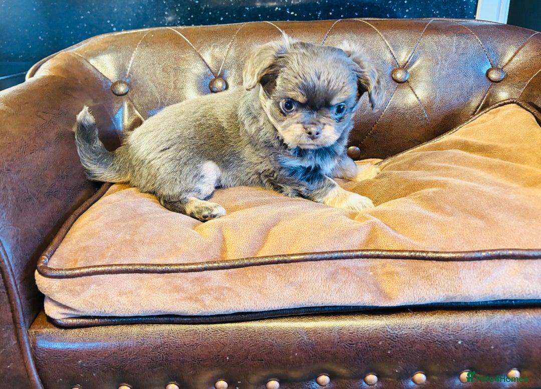 Chihuahua dogs for sale: Handsome long coat tiny chihuahua boy puppies  - Advert 11
