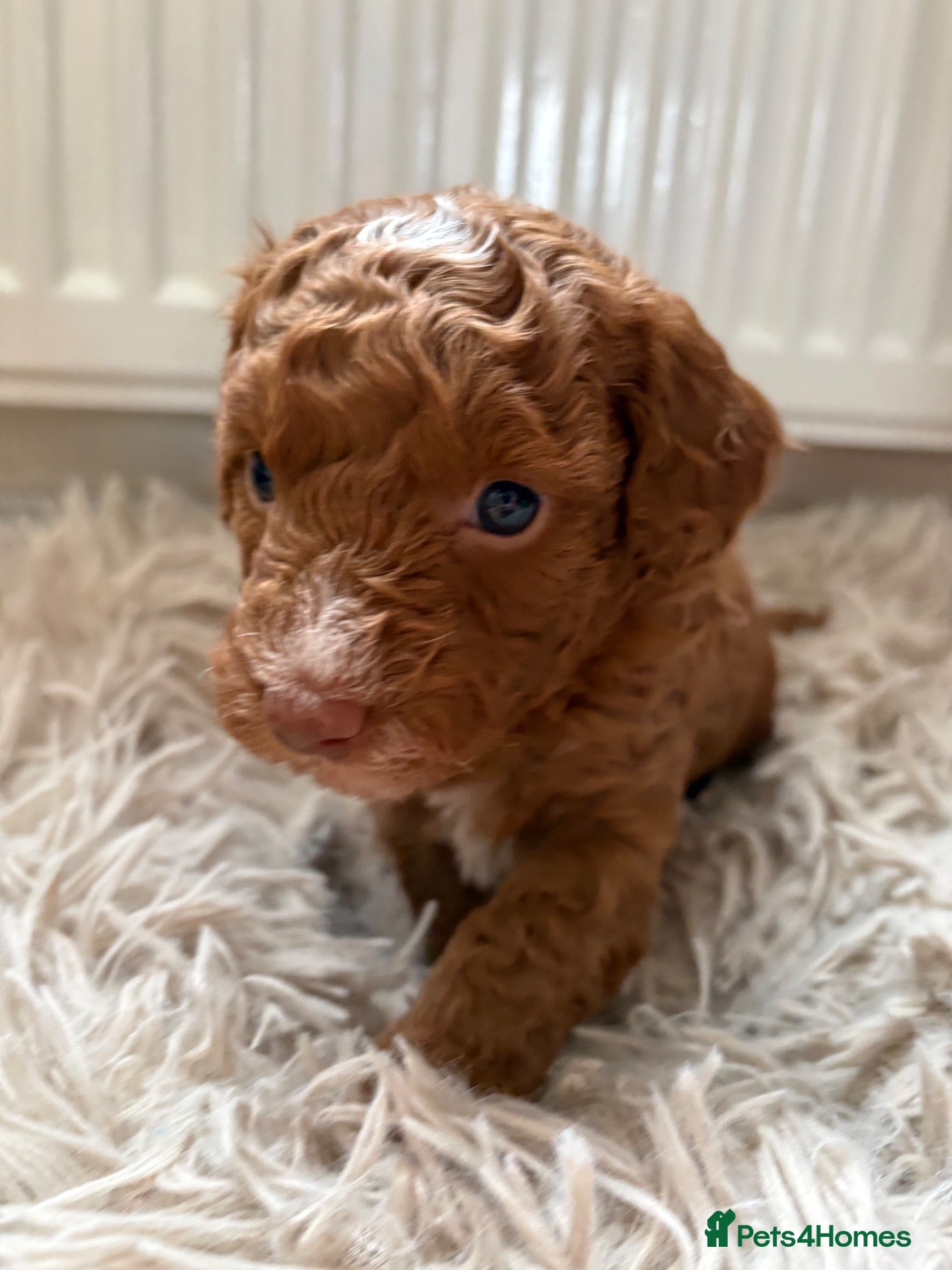 Cockapoo dogs Toy cockapoo puppies  - Advert 18