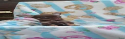 Chihuahua dogs for sale: Chocolate and tan Chihuahua puppies - Advert 9
