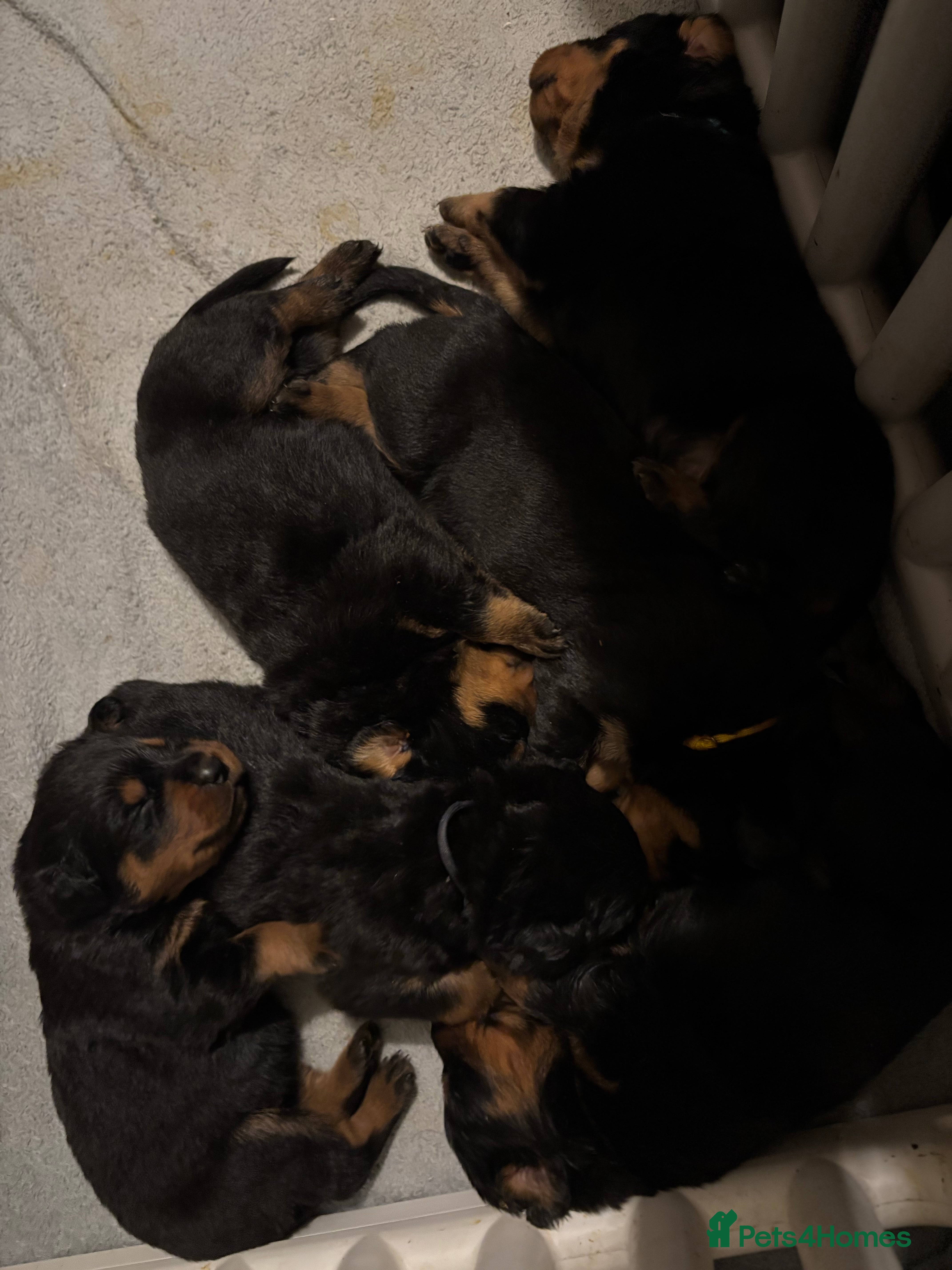 Rottweiler dogs Chunky Rottweiler puppies  - Advert 3