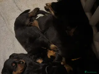 Rottweiler dogs Chunky Rottweiler puppies - Advert 3