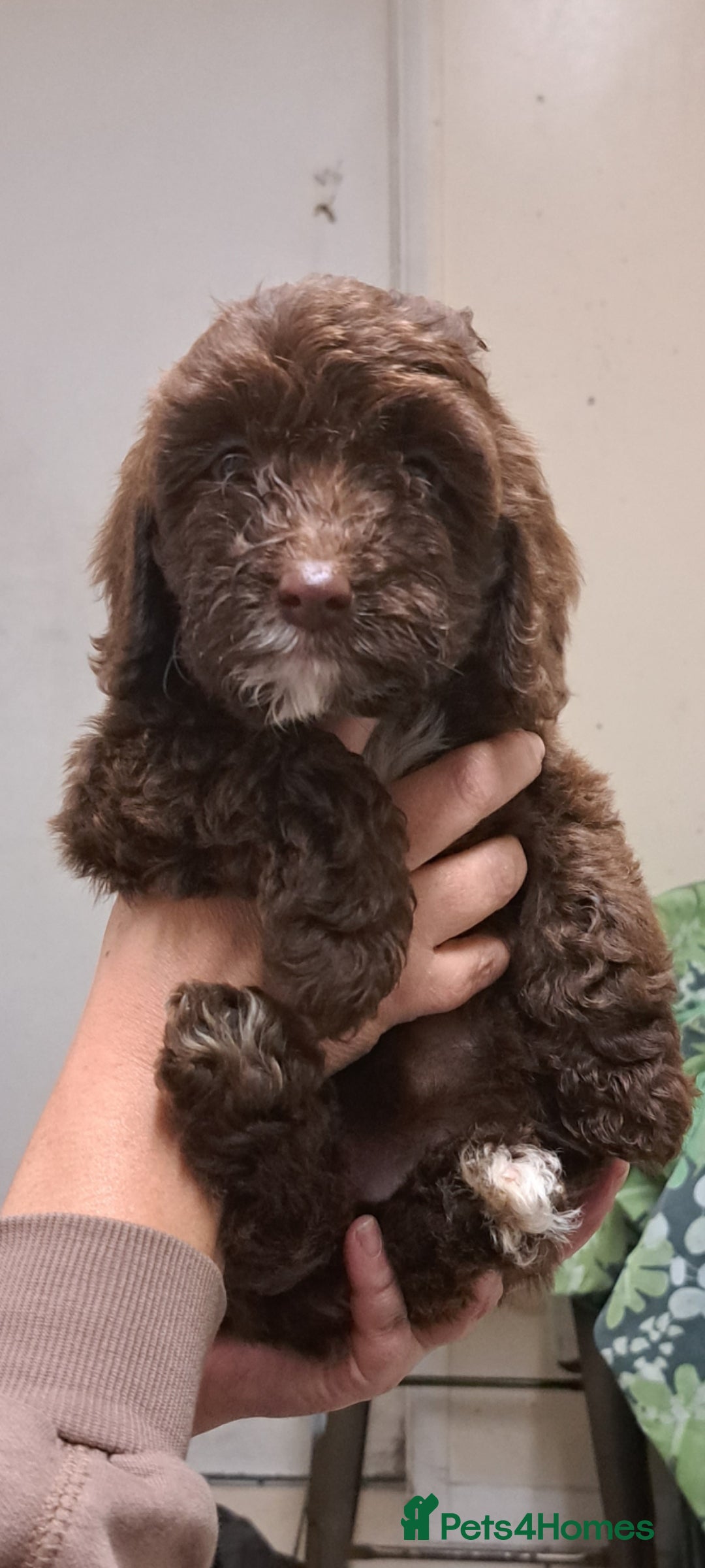 Cockapoo dogs for sale: Cockerpoo cross poodle puppys  - Image 3