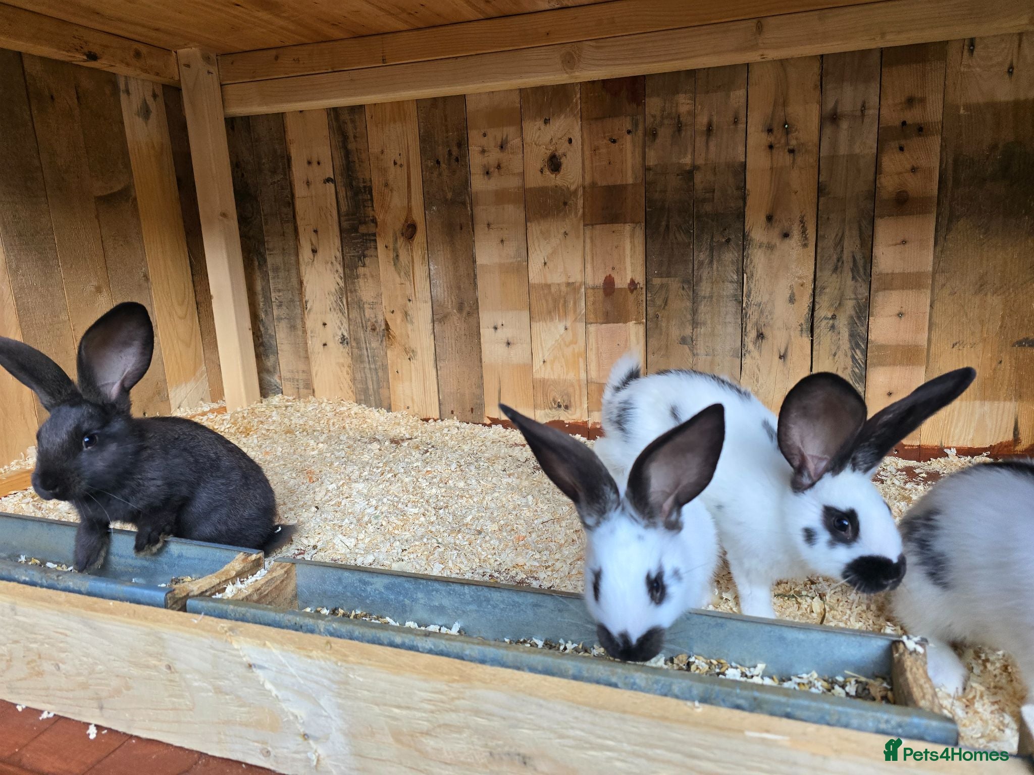 Mixed Breed rabbits Giant Papillon  - Advert 2
