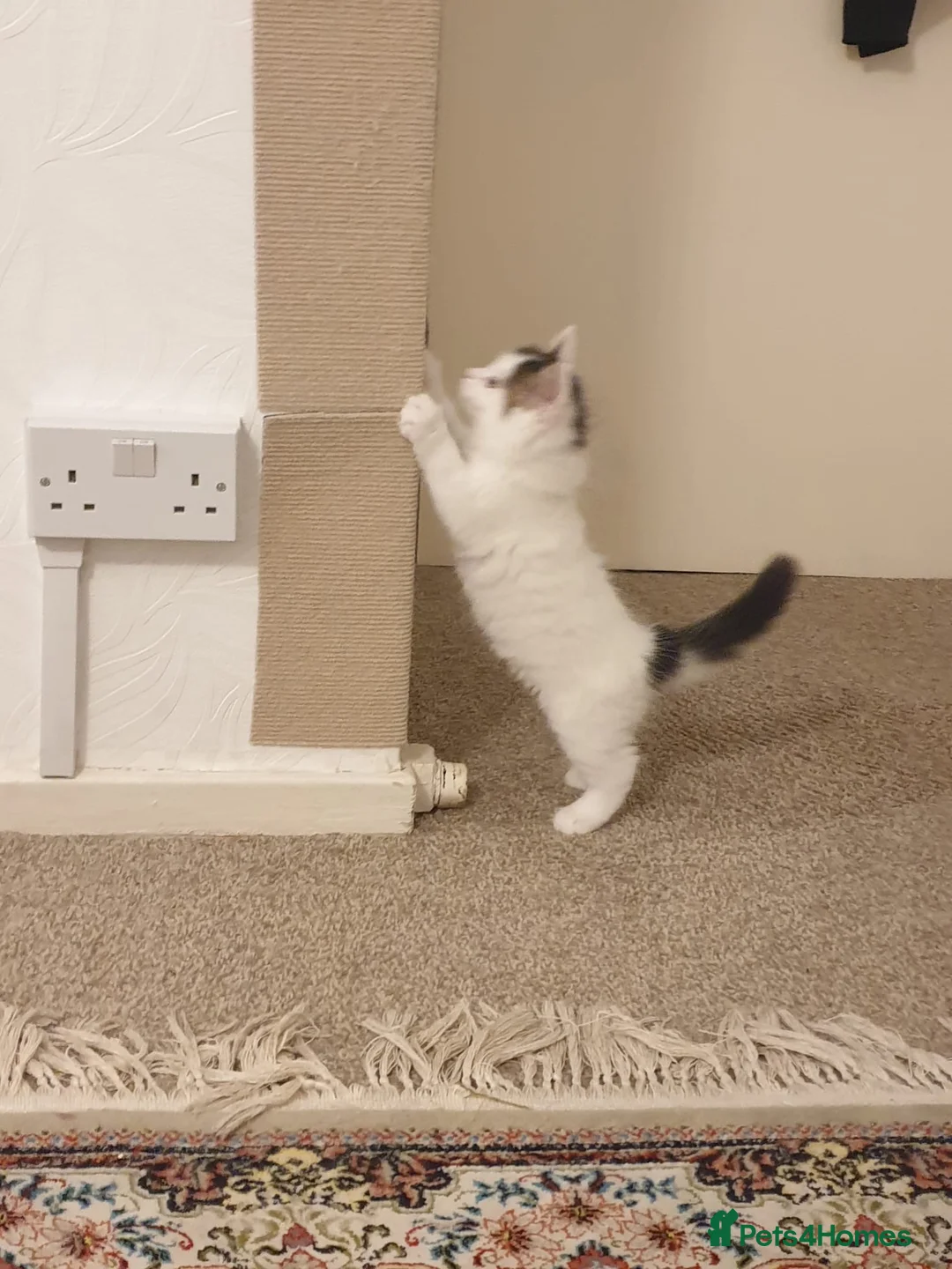 Mixed Breed cats for sale: Cute little boy  - Advert 4