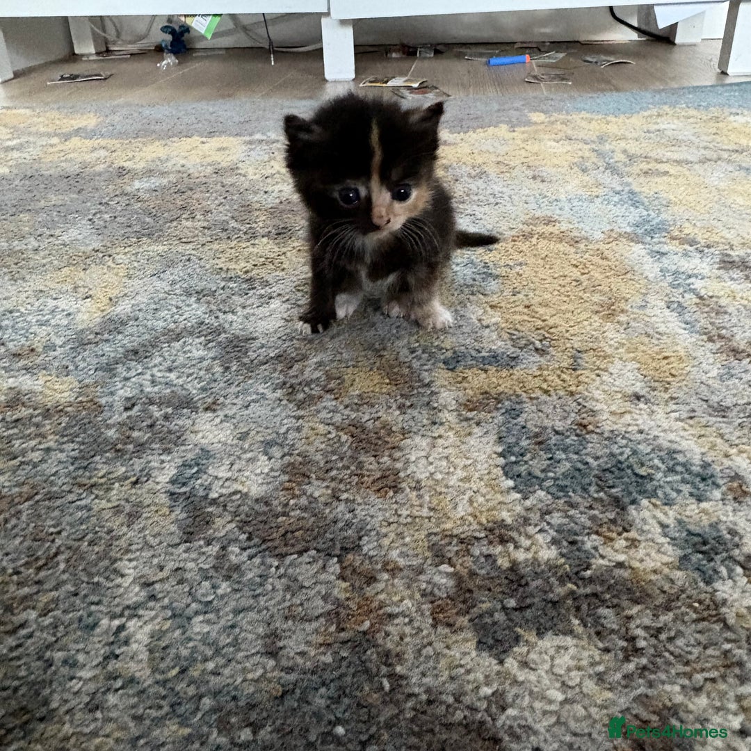 Mixed Breed cats for sale: Beautiful female Kitten 4 weeks old  - Advert 1