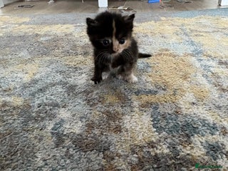 Mixed Breed cats Beautiful female Kitten 4 weeks old - Advert 1