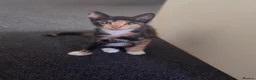 Mixed Breed cats for sale: Male and female mixed breed kittens in Barnsley - Advert 4