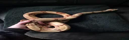 Boa Snake reptiles for sale: Juvenile boa constrictor  - Advert 8