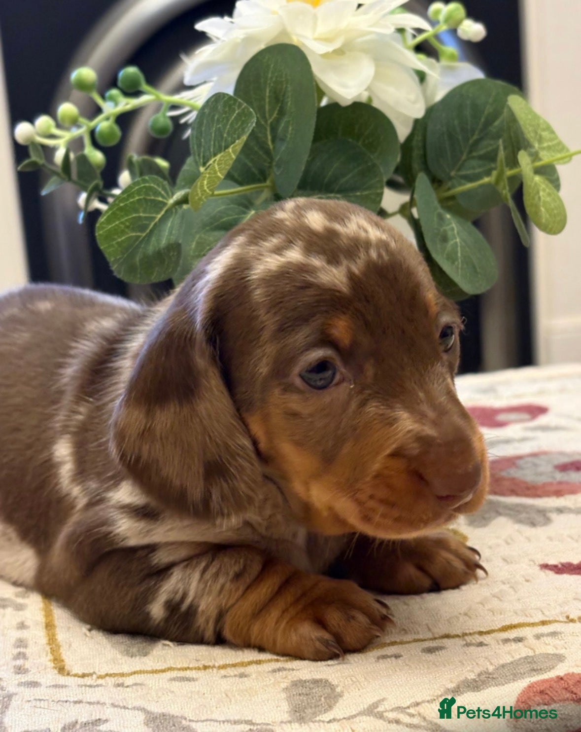 Dachshund dogs Smooth haired miniature Dachshunds 🐶😍 - Advert 1