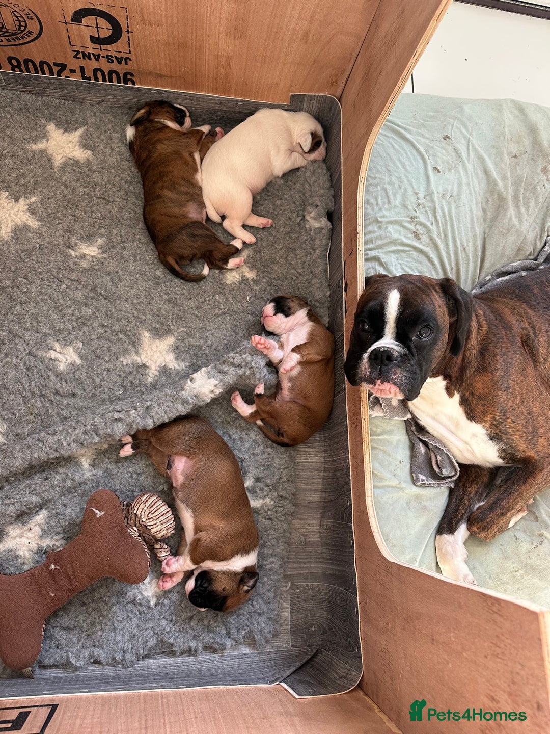 Boxer dogs for sale: 4 CHAMP BLOODLINE CHUNKY BOXER PUPS, bobtail/tail - Advert 7