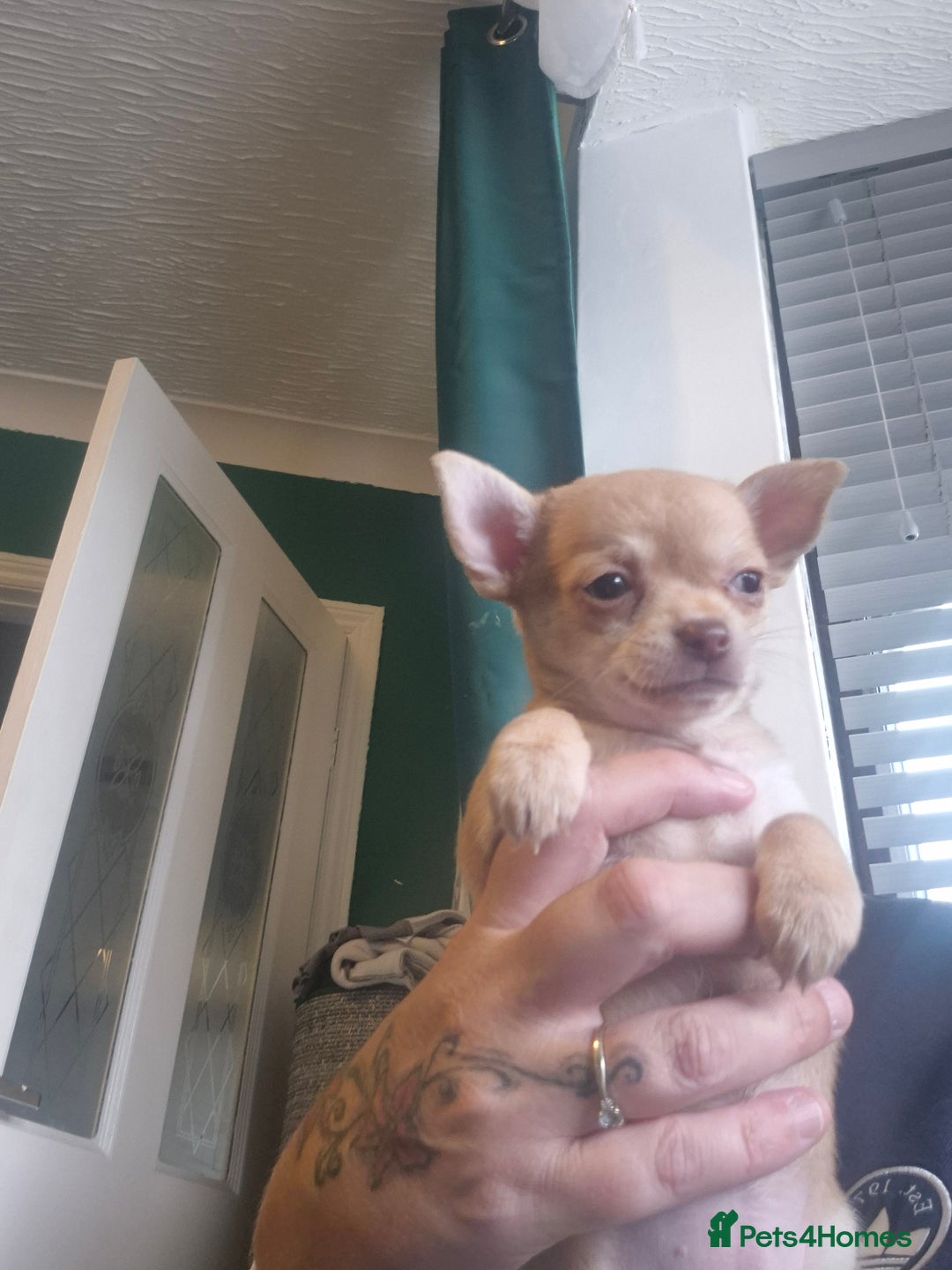 Chihuahua dogs for sale: Chihuahua  - Image 2