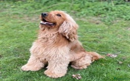 Cocker Spaniel dogs for stud: KC health tested show cocker spaniel in Swansea - Image 4