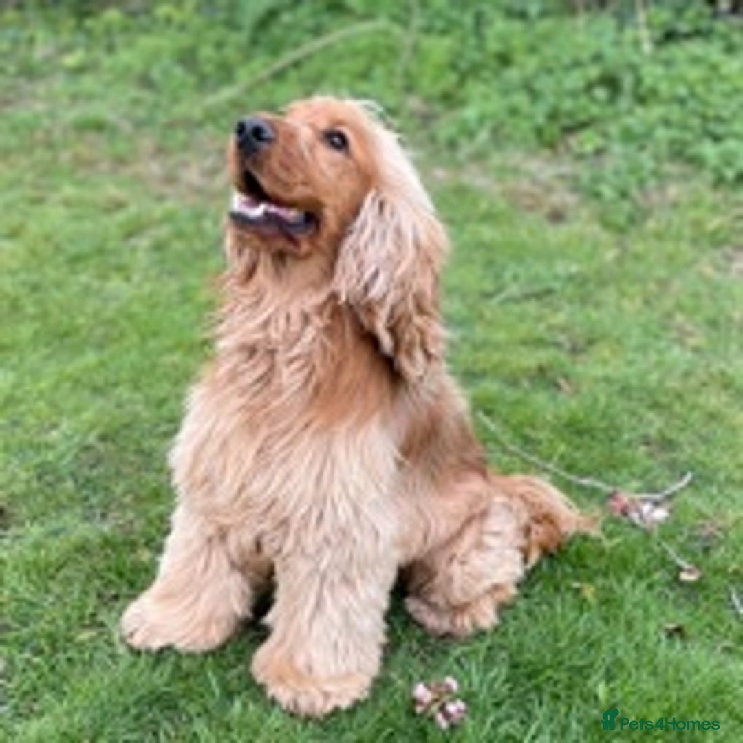 Cocker Spaniel dogs for stud: KC health tested show cocker spaniel in Swansea - Image 4