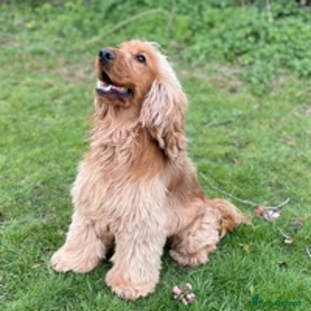 Cocker Spaniel dogs for stud: KC health tested show cocker spaniel in Swansea - Advert 4