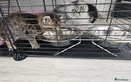 Persian cats for sale: Tabby female with full set up ready to go. - Image 21