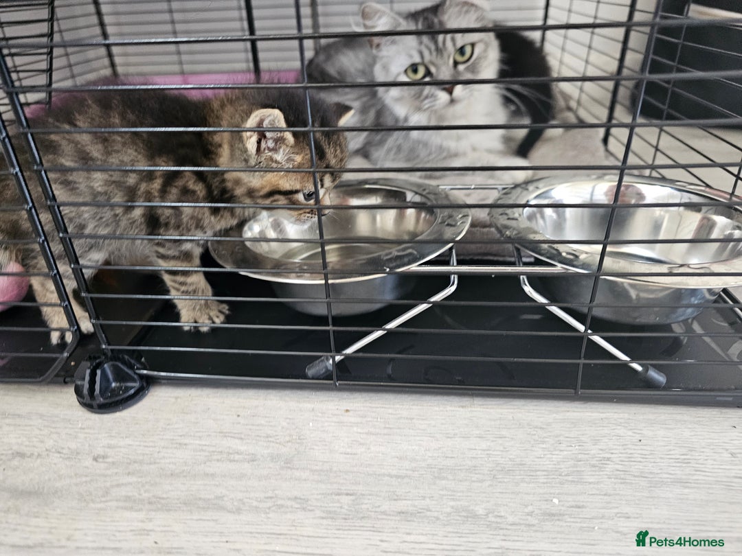 Persian cats for sale: Tabby female with full set up ready to go. - Image 21