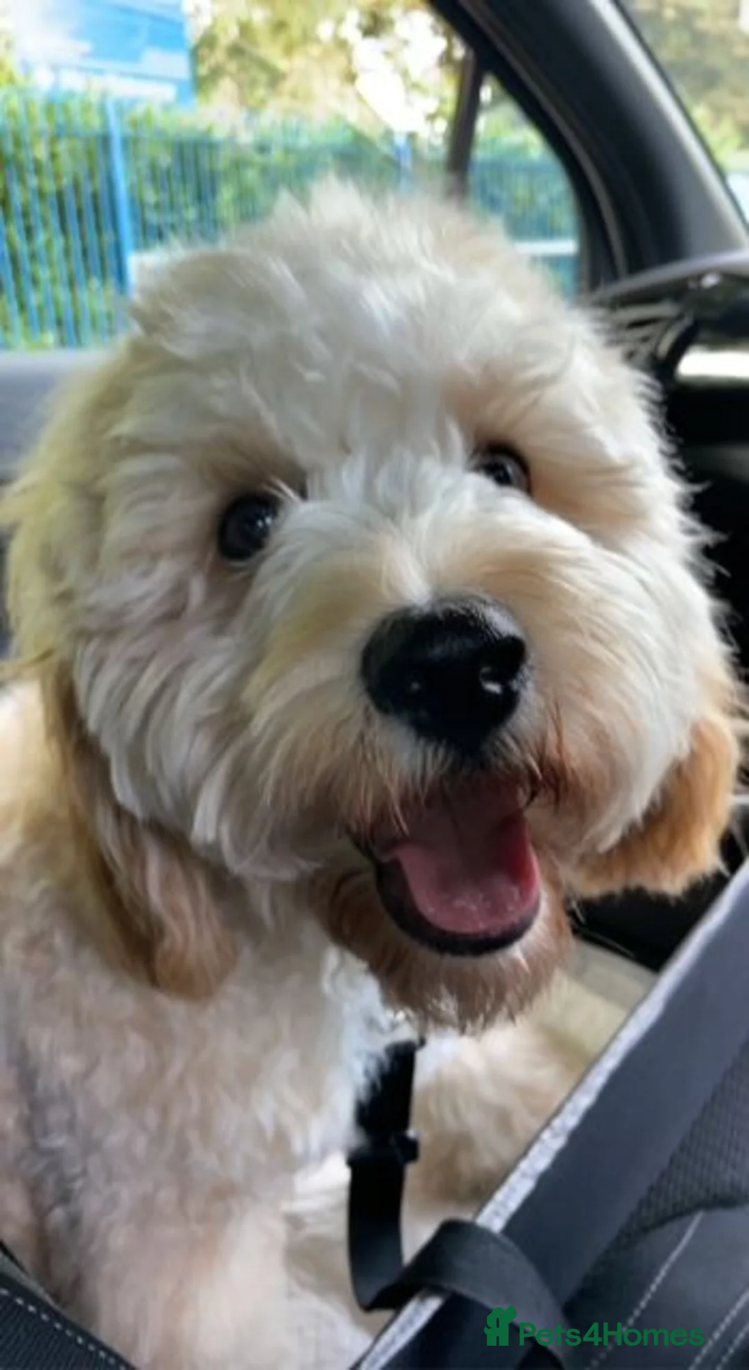 Cavapoochon dogs for sale: A Loyal Best Friend Is Waiting – Meet Tito! - Advert 1