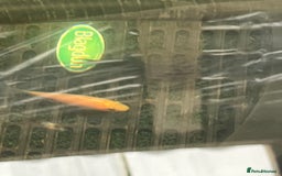 Koi Carp fish for sale: Baby koi 1-2 inches  - Image 8