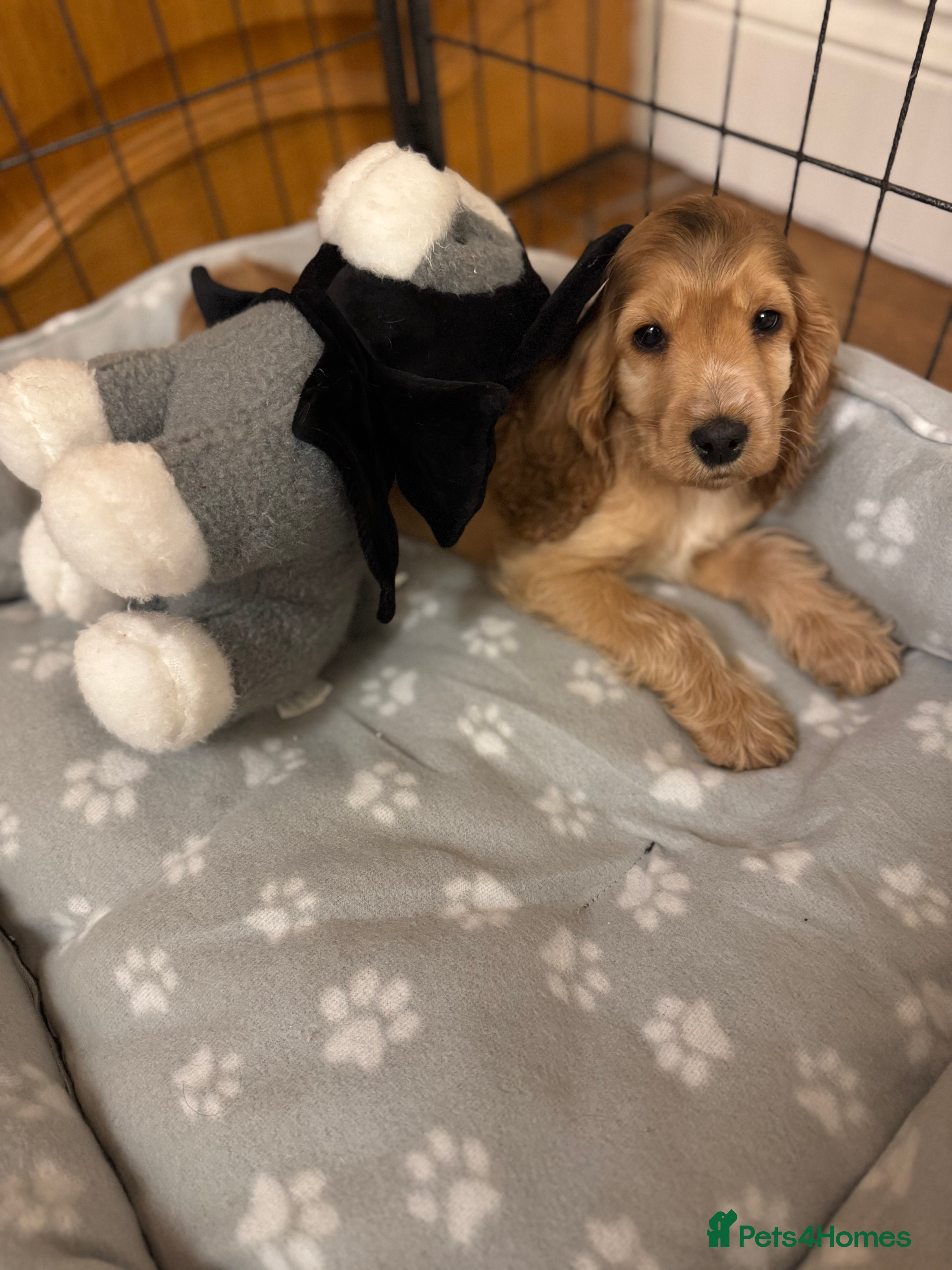 Cocker Spaniel dogs Last Show-type boy  - Advert 4