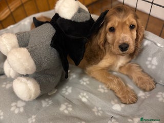 Cocker Spaniel dogs Last Show-type boy - Advert 4