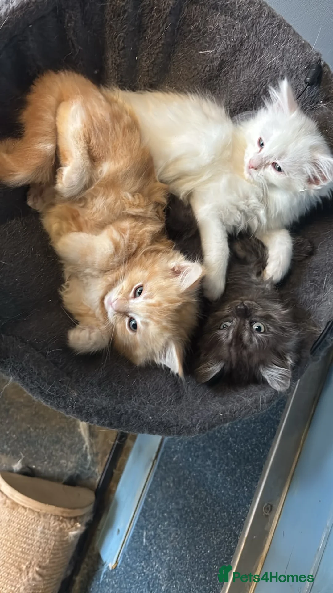 Persian cats for sale: 9 week old black kitten  - Advert 2