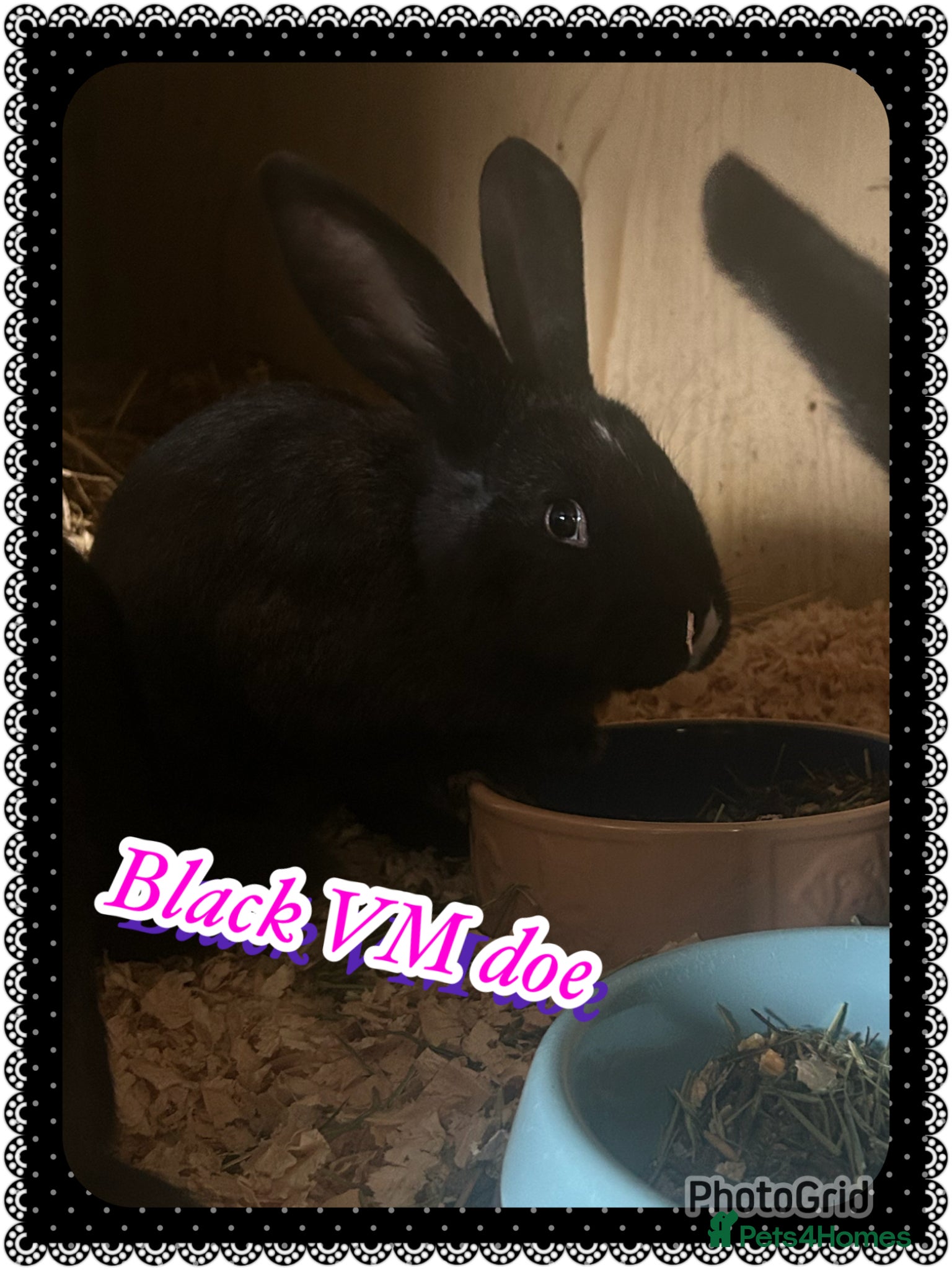 Continental Giant rabbits Continental giant doe ready now   - Advert 6