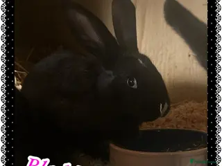 Continental Giant rabbits Continental giant doe ready now - Advert 6