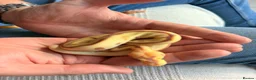 Python Snake reptiles for sale: Beautiful Banana Clown  - Advert 7
