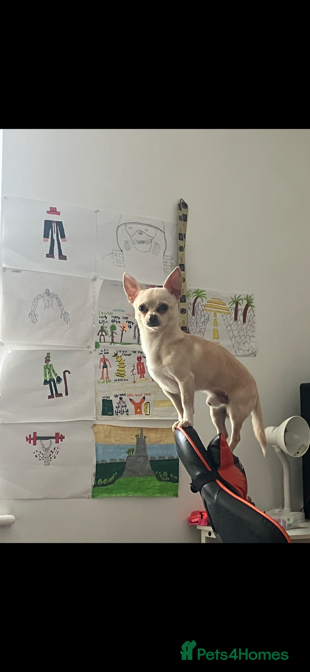 Chihuahua dogs for sale: Adorable champagne coloured chihuahua - Image 2