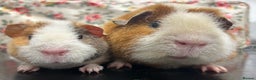 Guinea Pig rodents for sale: Gorgeous Pair of Teddy Boars  - Advert 2