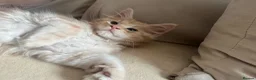 Maine Coon cats for sale:     ✨TICA Maine Coon Kittens | Licensed Breeder✨ - Advert 5