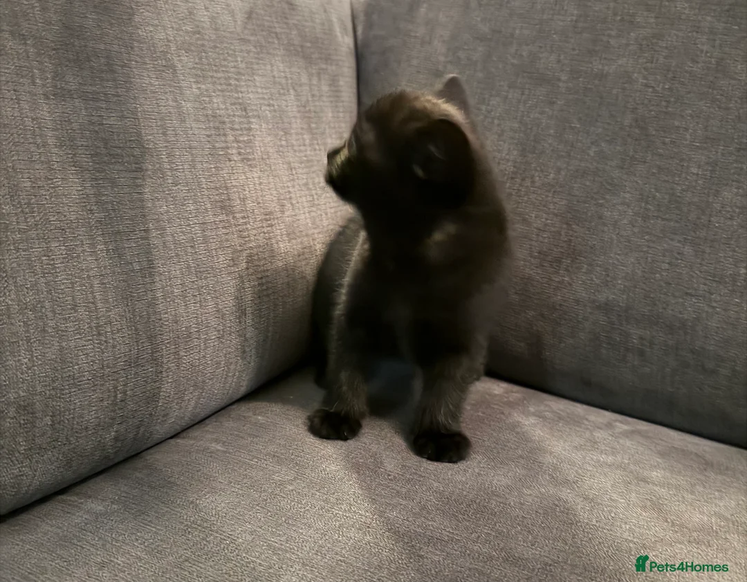 British Shorthair cats for sale: British shorthair kittens  - Advert 14