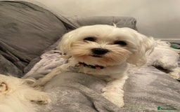 Maltese dogs for sale: KC Reg Korean Maltese girls - Image 9