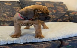 Rhodesian Ridgeback dogs for sale: KC reg Rhodesian Ridgeback puppies - Image 4