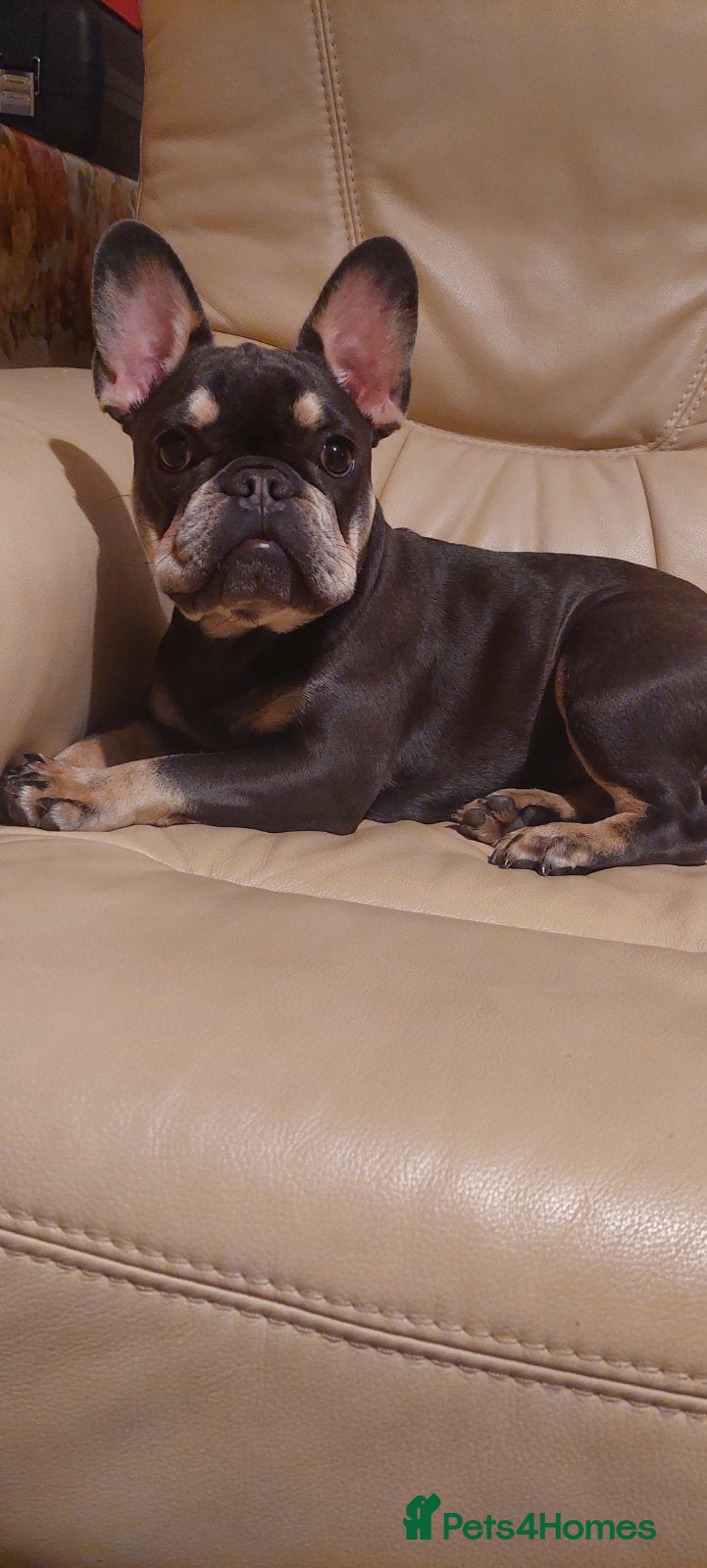 French Bulldog dogs Beautiful Blue French Bulldog Girl - 7 months old - Advert 8