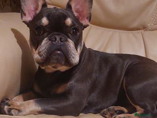French Bulldog dogs Beautiful Blue French Bulldog Girl - 7 months old - Advert 15