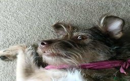 Mixed Breed dogs for adoption: Beautiful Boo - Image 8