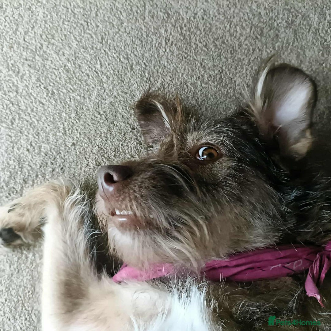 Mixed Breed dogs for adoption: Beautiful Boo - Image 8