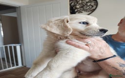 Golden Retriever dogs for sale: Golden retriever  - Image 2