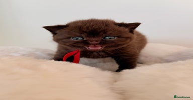 British Shorthair cats - Advert 10