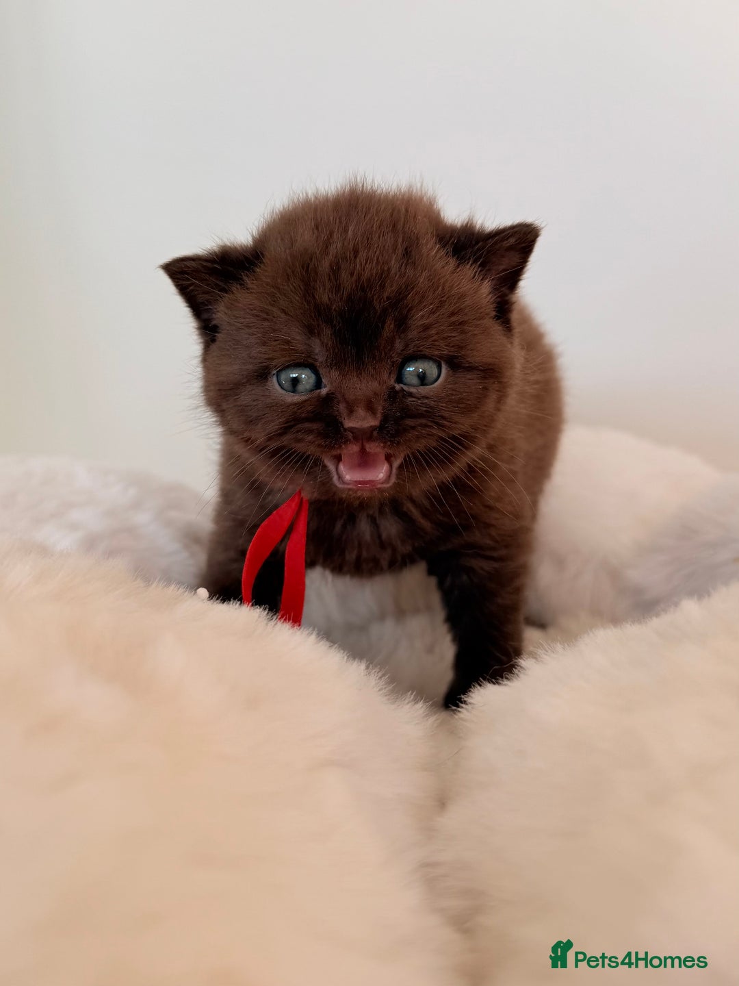 British Shorthair cats for sale: 7 British Shorthair Kittens TICA®️ – Import Lines - Image 3