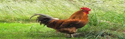 Chickens poultry for sale: Tame Burford Brown Light Sussex cross Cockrels in Oxford - Advert 1