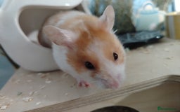 Hamster rodents for sale: Rehome Girlie hamster  - Image 1