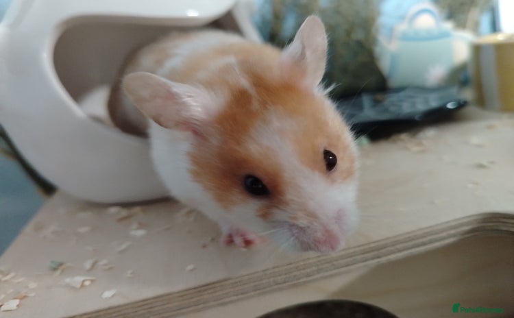 Hamster rodents - Advert 4