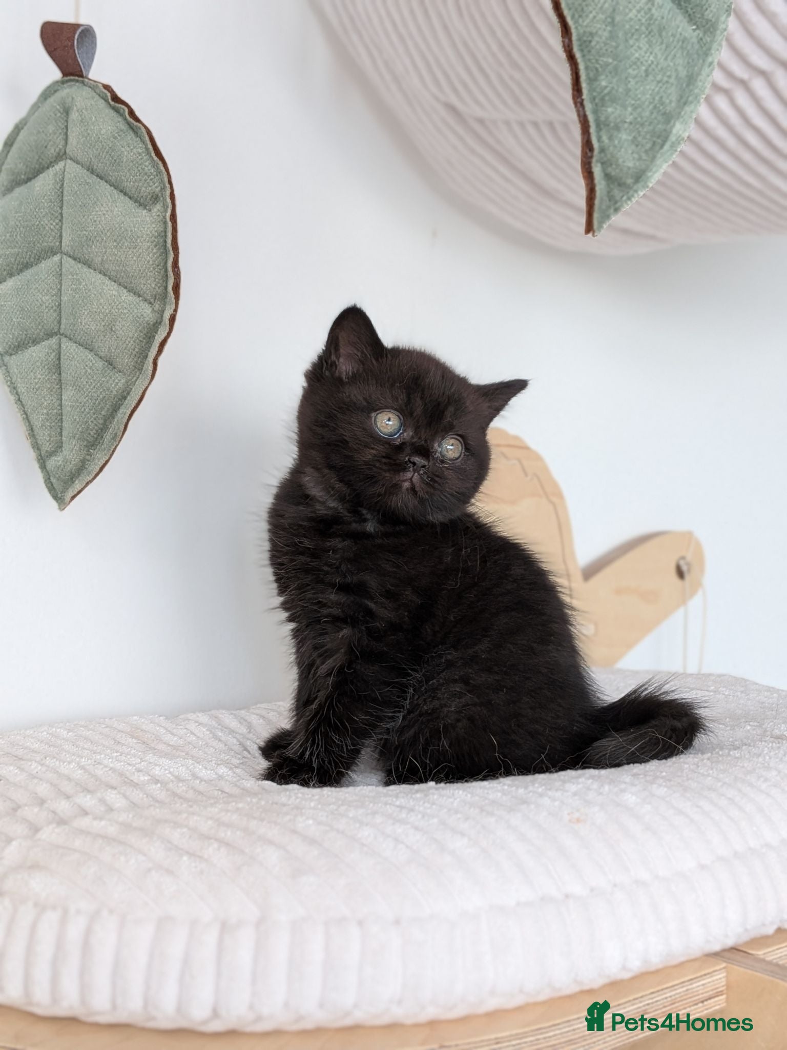 British Shorthair cats GCCF Registered Kittens  - Advert 2