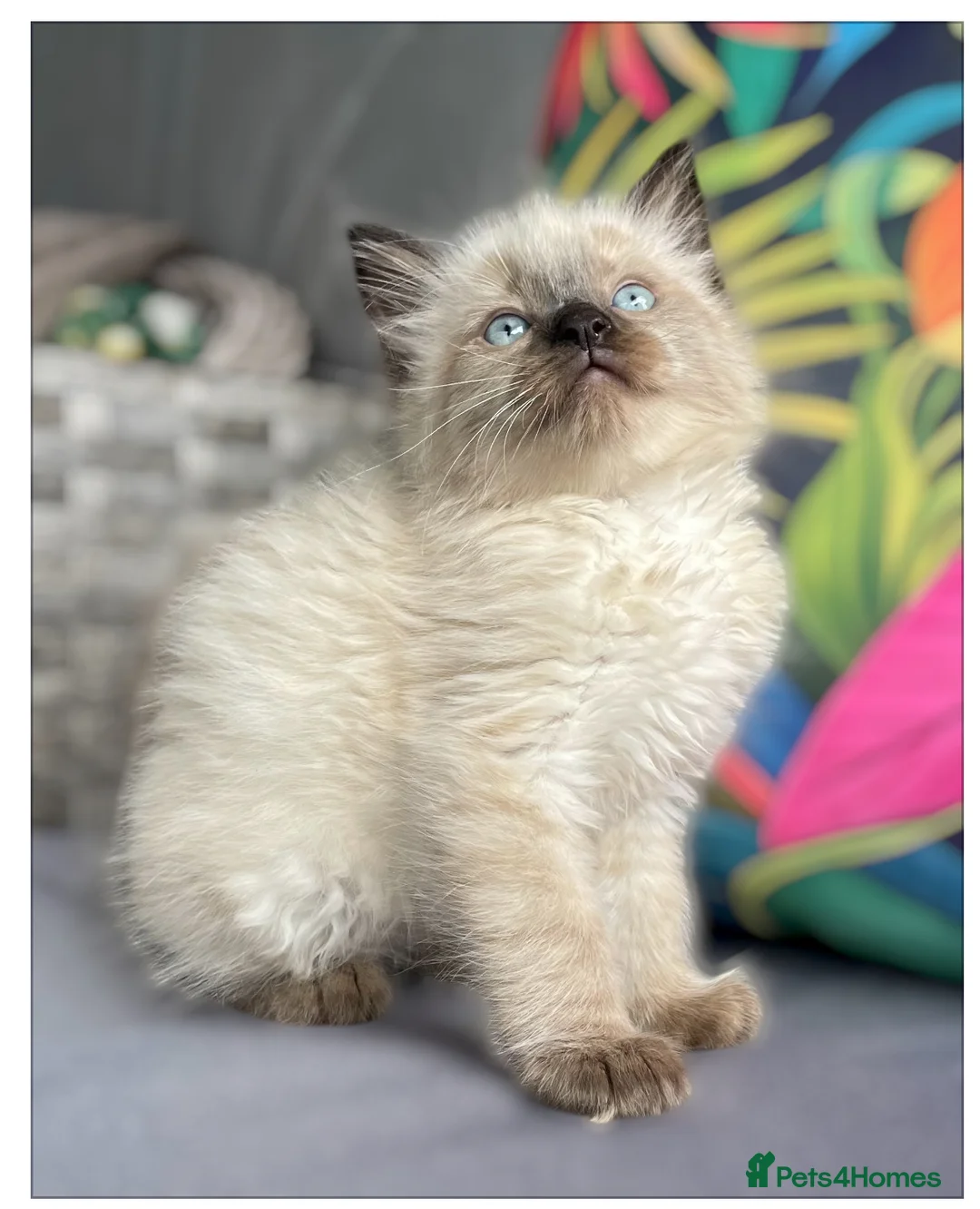 Ragdoll cats for sale: Two beautiful Ragdoll kittens - Advert 2